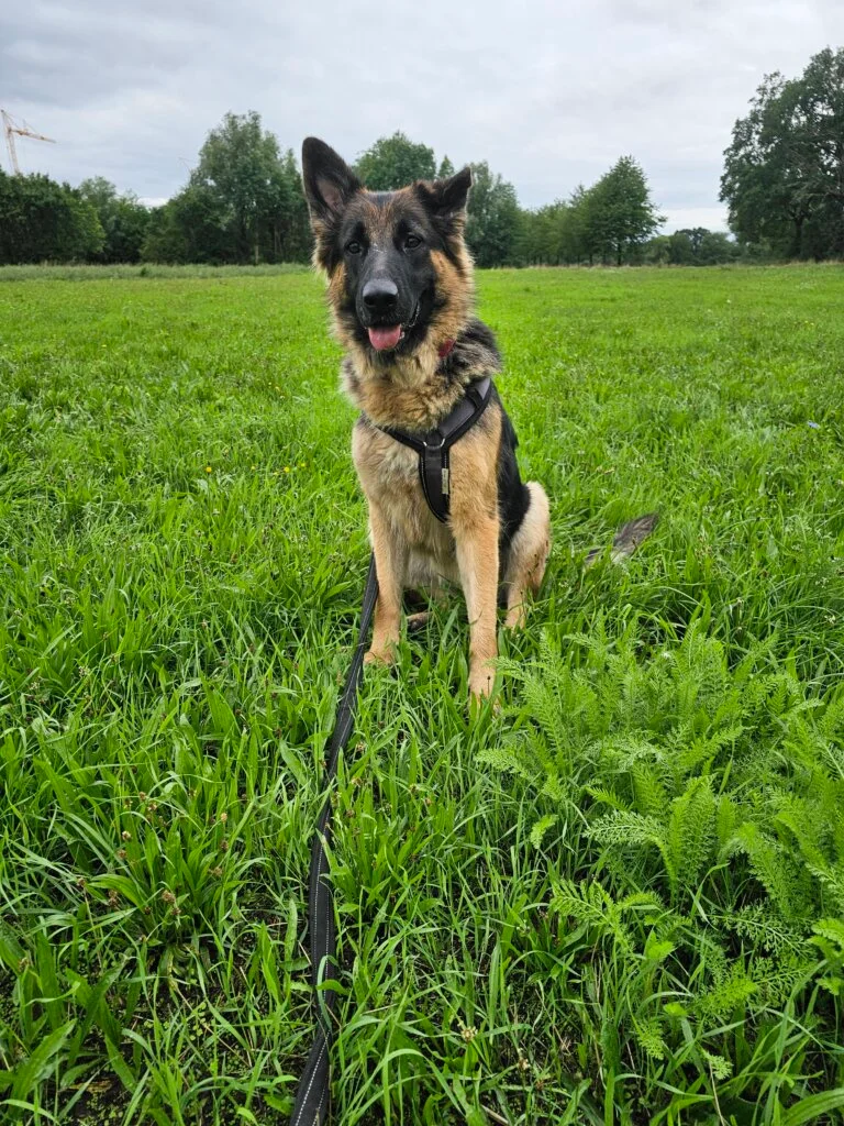 German Shepherd