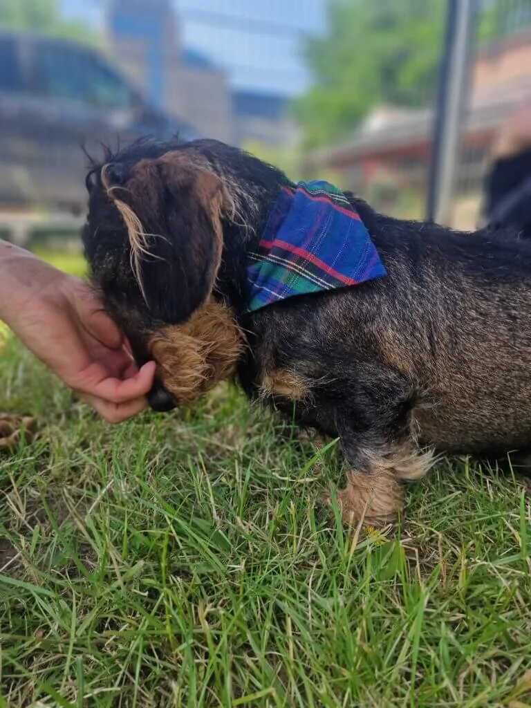 Dachshund
