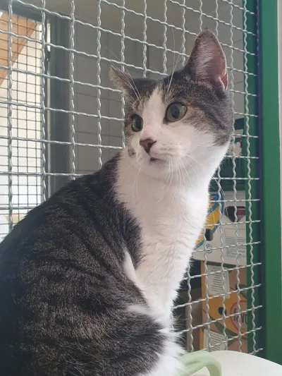 🐾 Kater Hansel – ein liebenswerter Eigenbrötler sucht sein besonderes Zuhause 🐾, adopted