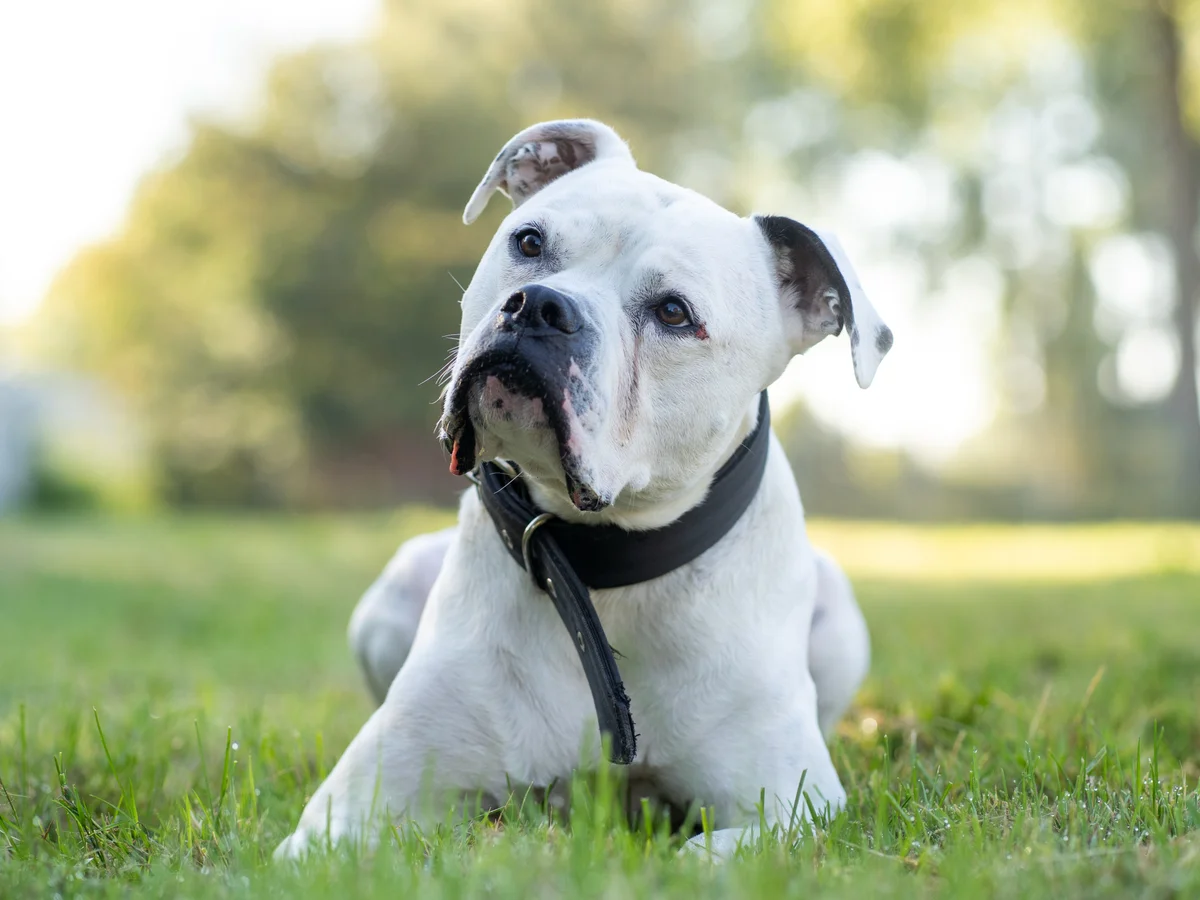 Pit Bull Terrier