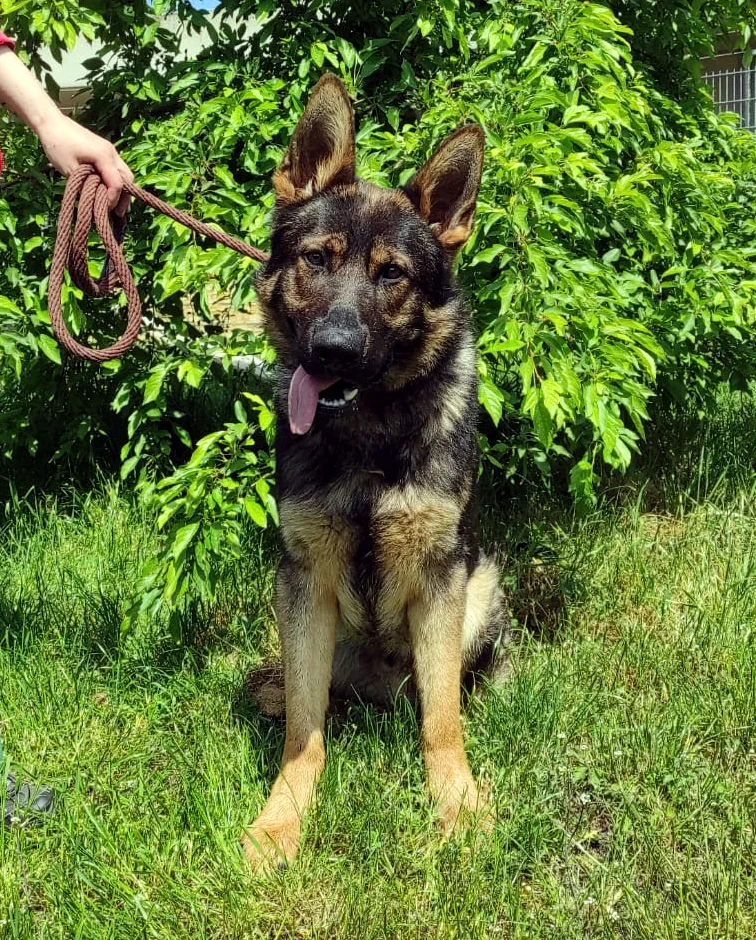 German Shepherd