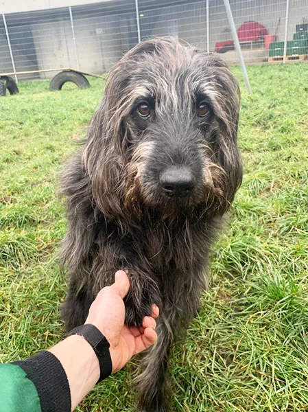 Giant Schnauzer
