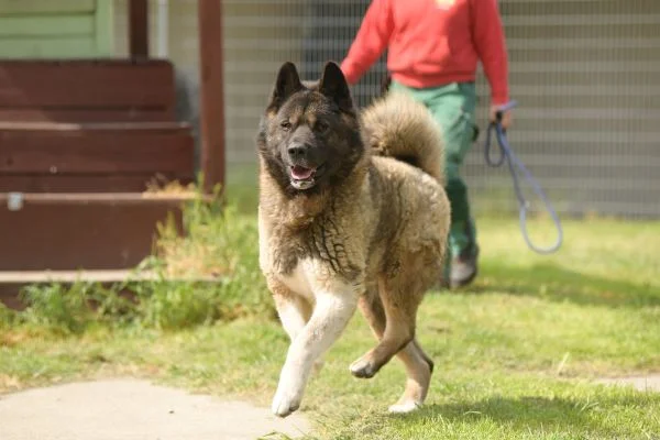 Akita