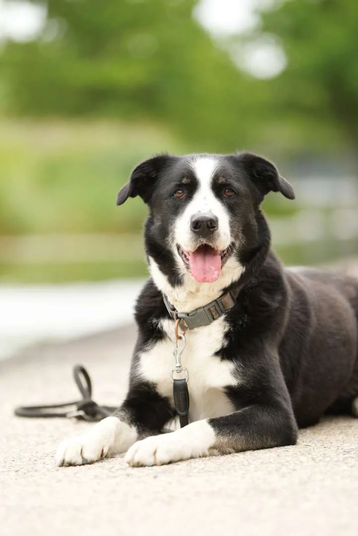 Border Collie