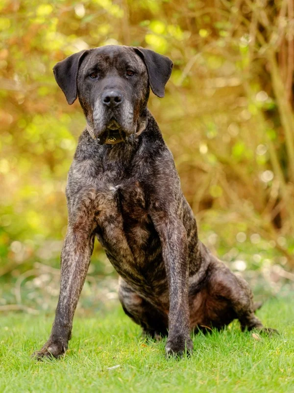 Presa Canario