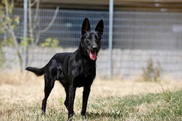 Podenco