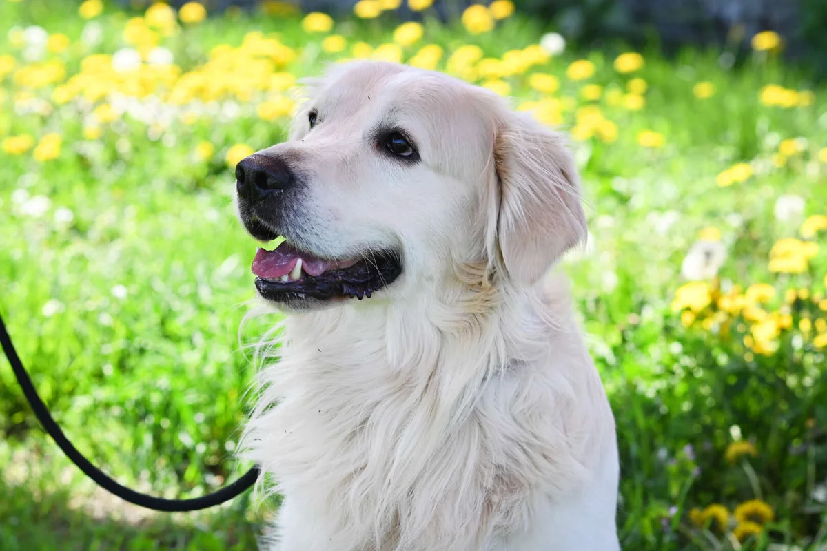 Golden Retriever