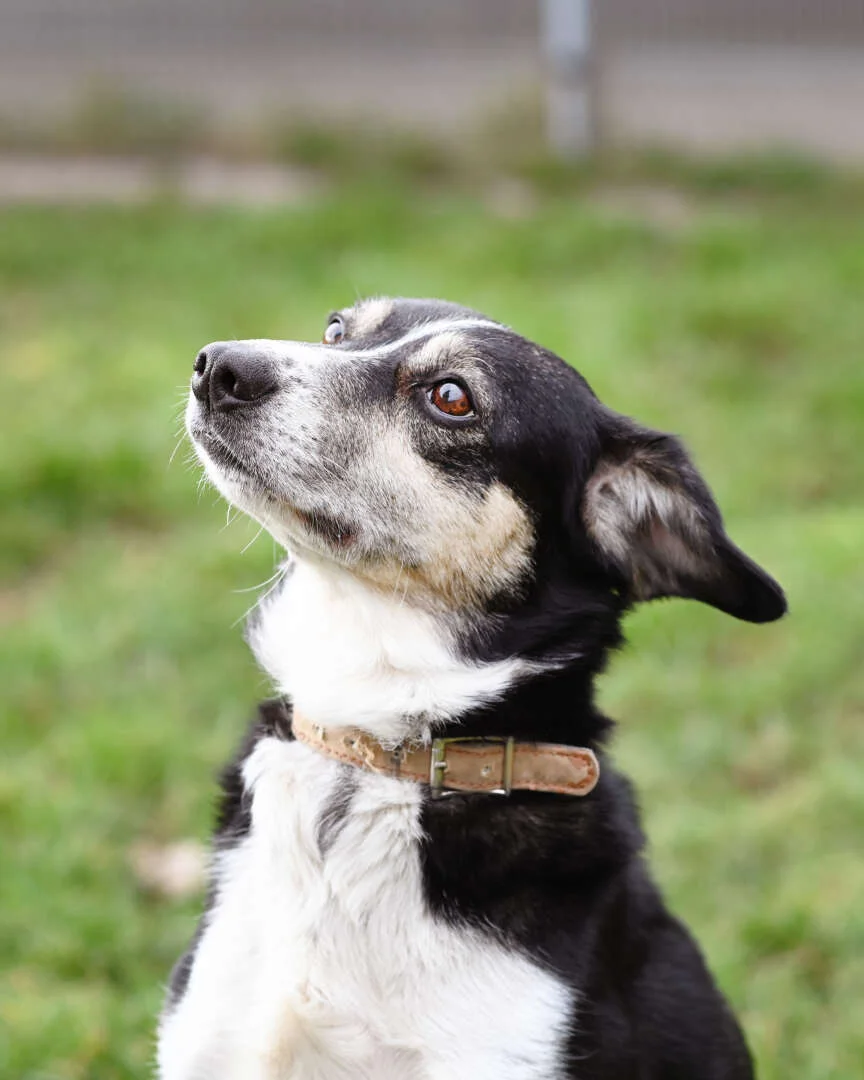 Collie
