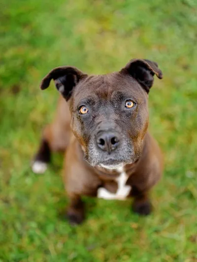 Tierheim Leipzig, adopted