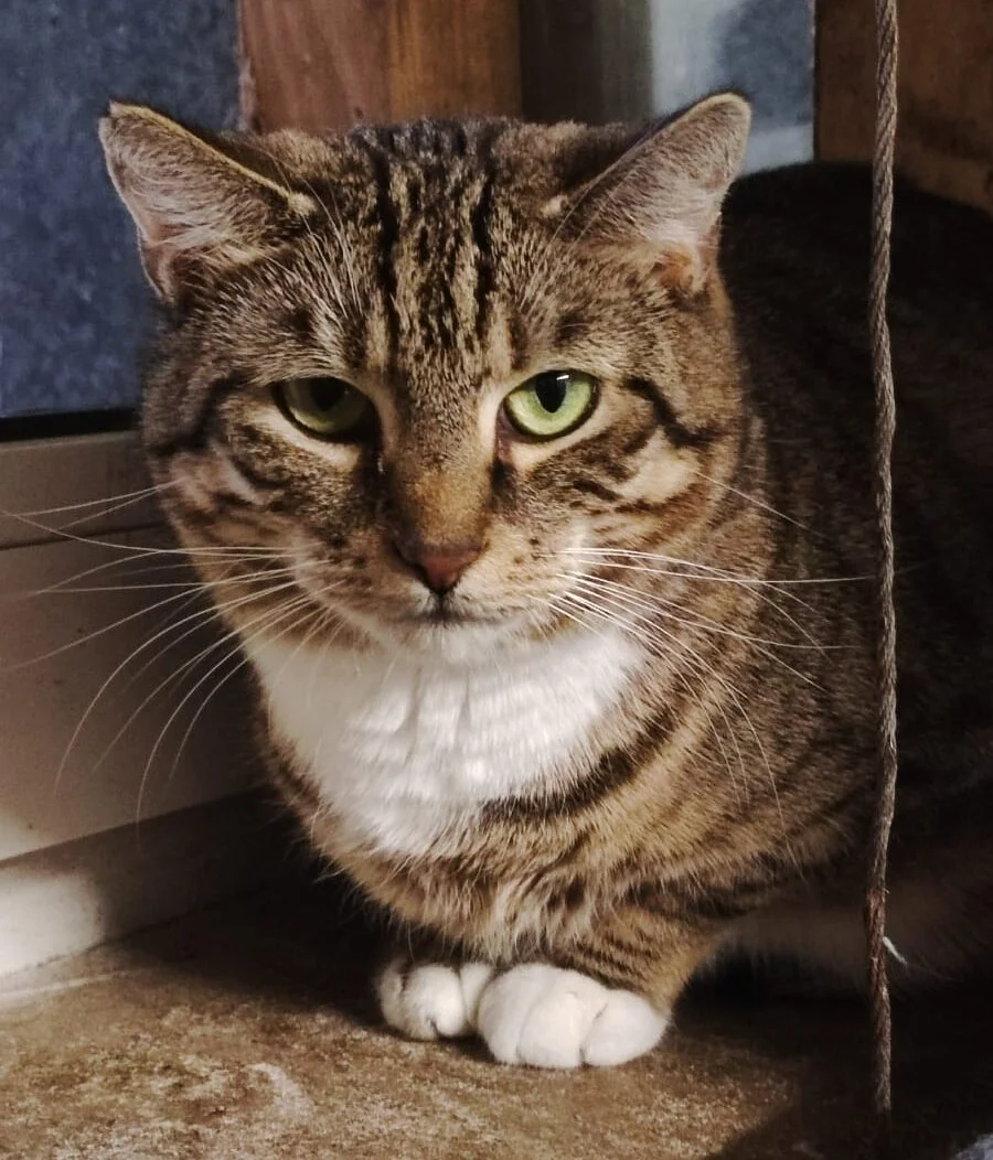 European Shorthair