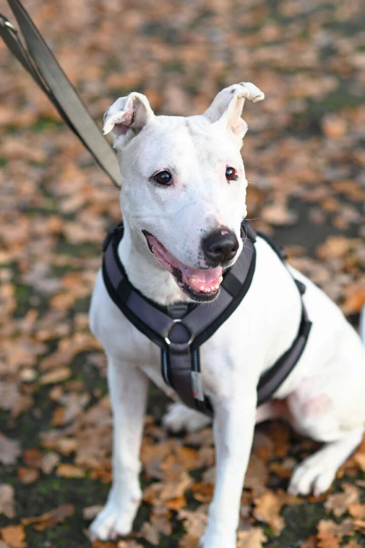 Bull Terrier