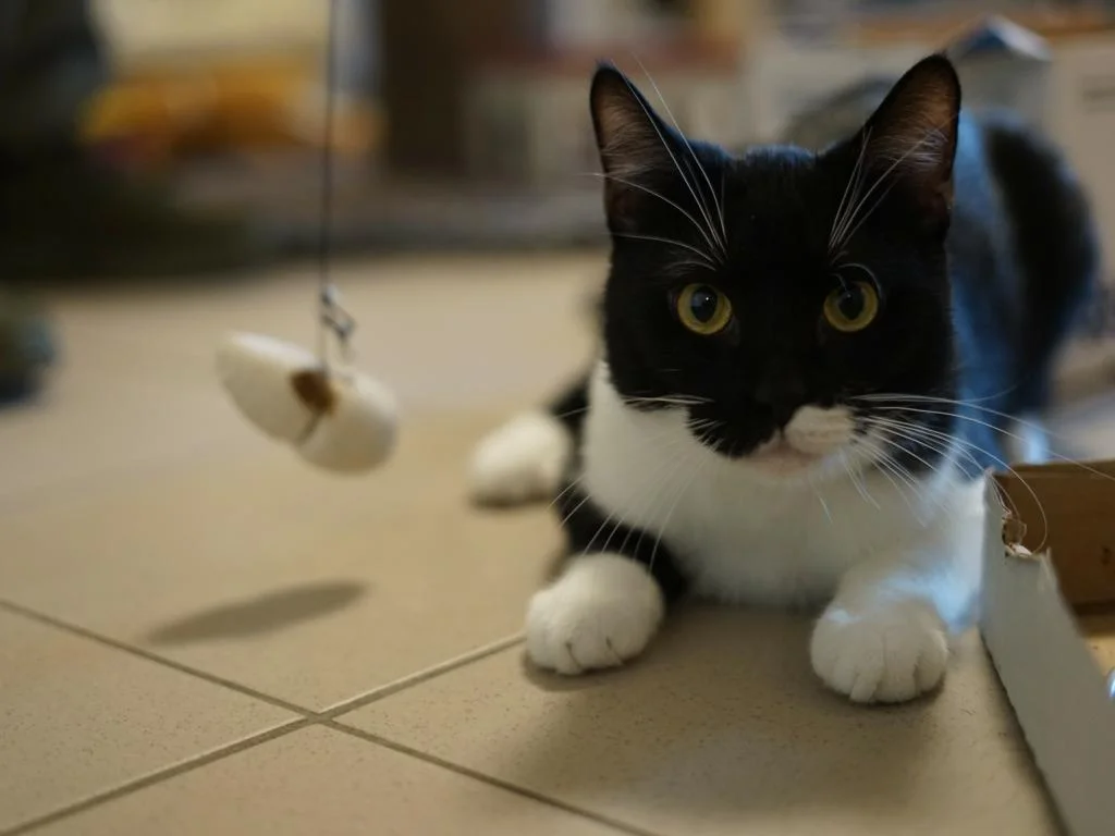 Domestic Shorthair
