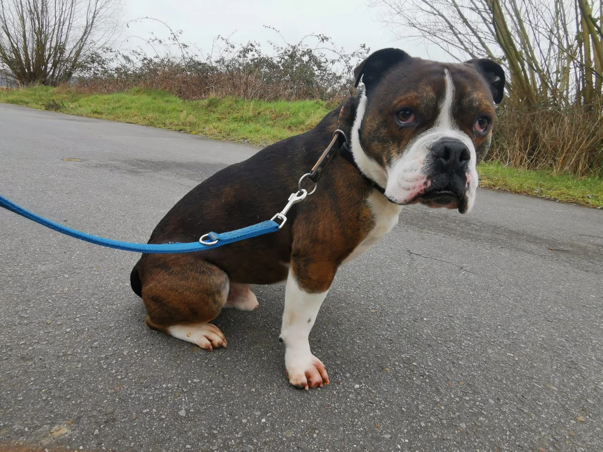 English Bulldog