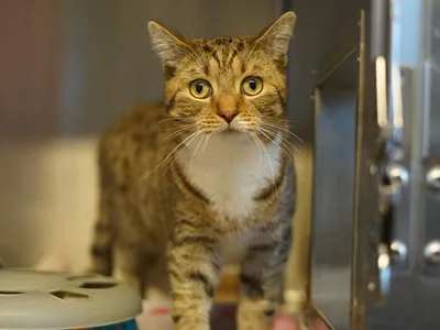 Cookie, adopted