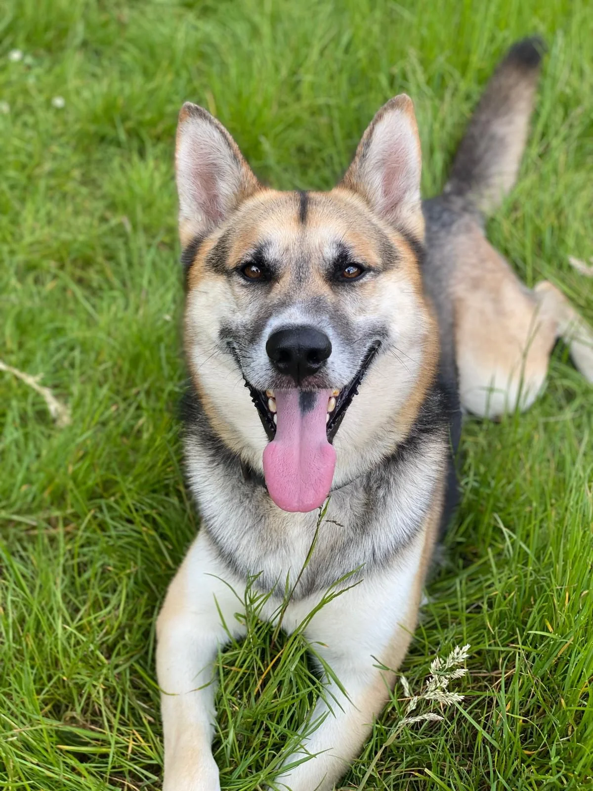 German Shepherd