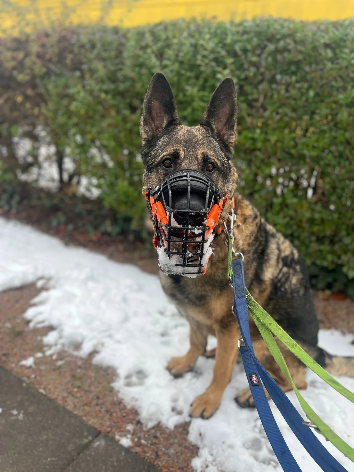 German Shepherd