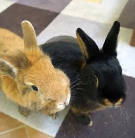 Domestic Rabbit