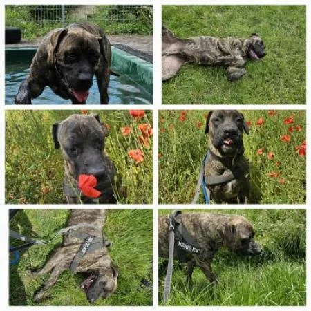 Presa Canario