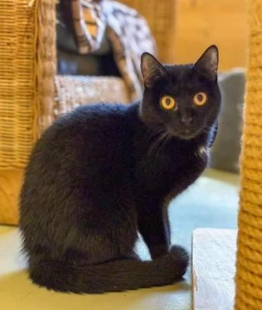 Domestic Shorthair