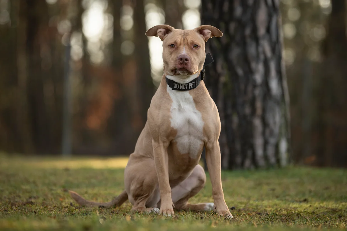 Pit Bull Terrier