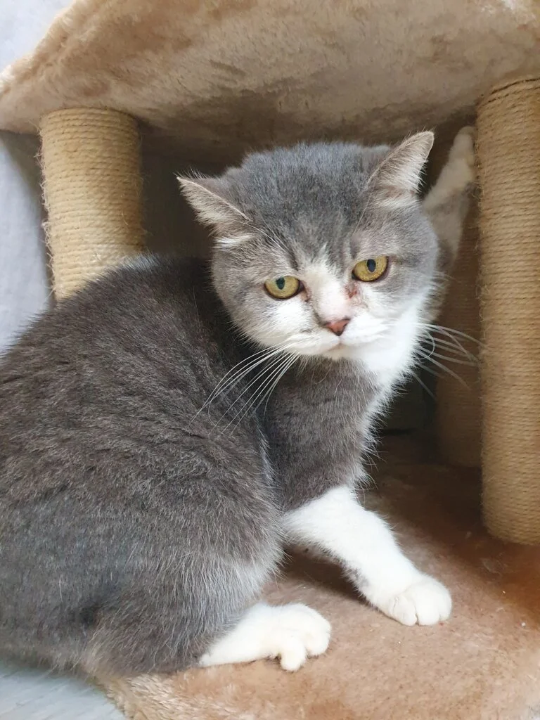 British Shorthair
