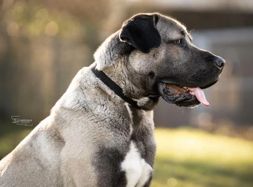 Mastiff