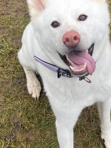 Akita