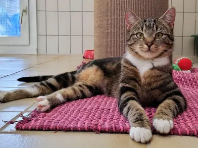 Allegra, adopted