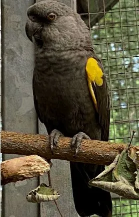 Fernando, adopted