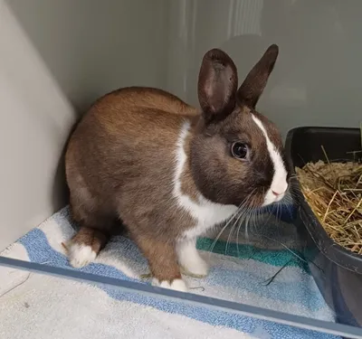 Bärliner, adopted