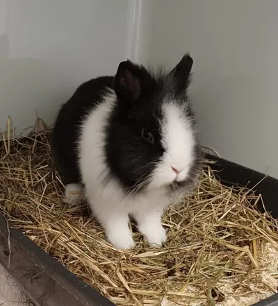 Knut, adopted