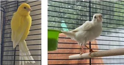 Clyde und Schneechen, adopted