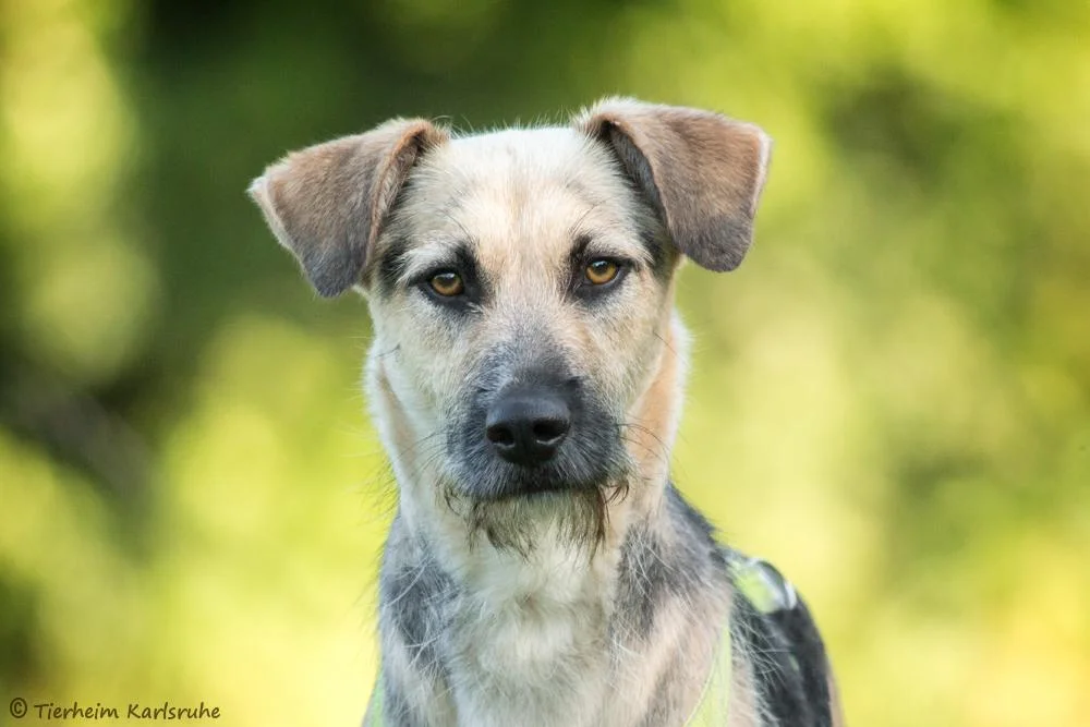 Romanian Street Dog