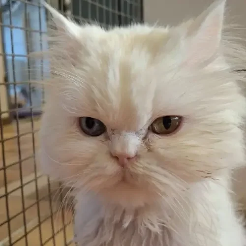Persian