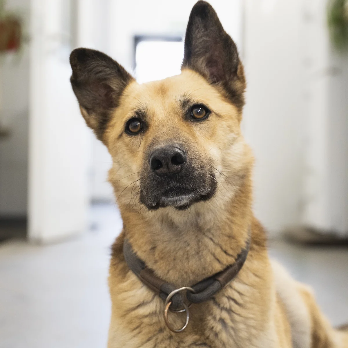 German Shepherd