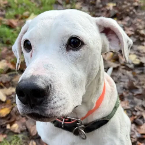 Dogo Argentino