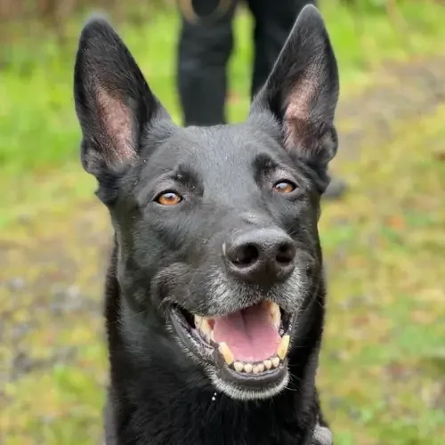 German Shepherd