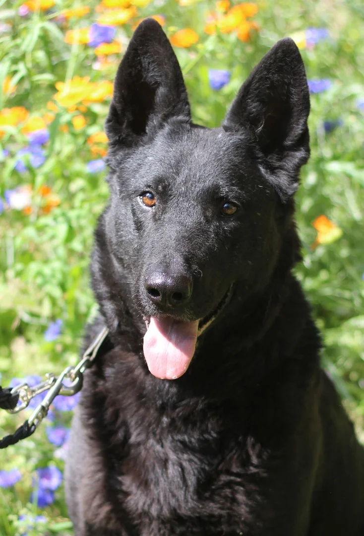 German Shepherd