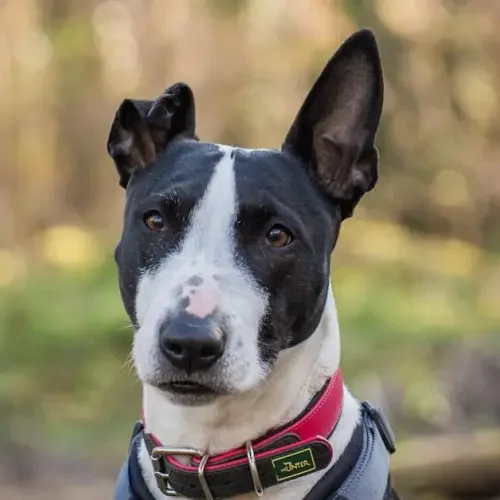 Bull Terrier