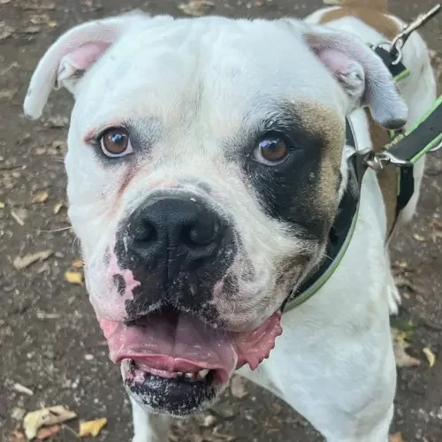 English Bulldog