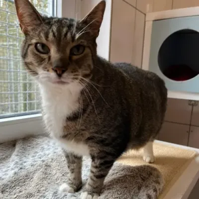 Bolo (reserviert), adopted