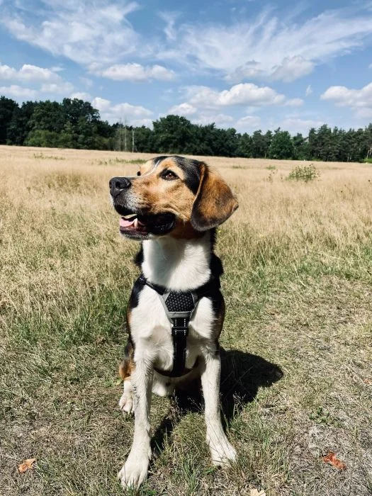 Beagle