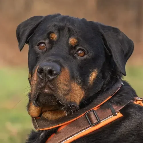 Rottweiler