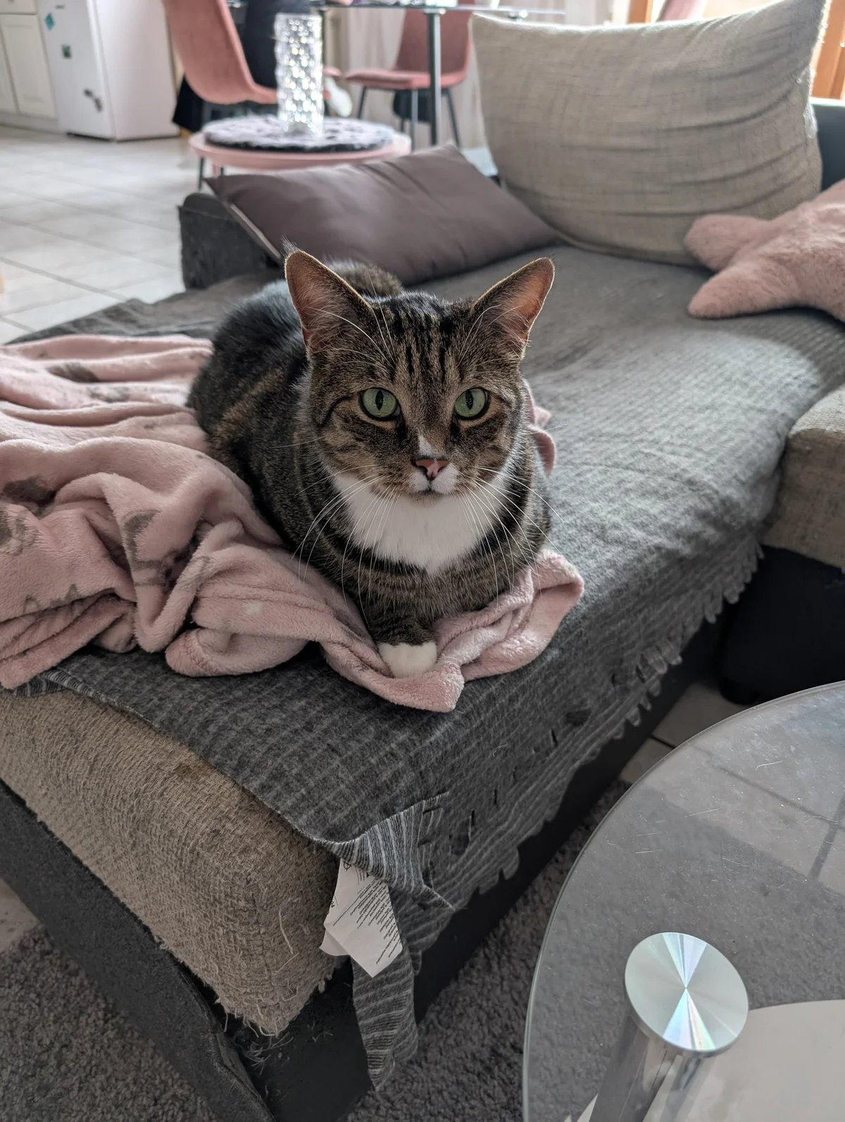 Mixed Breed Cat