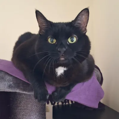 Cookie, adopted