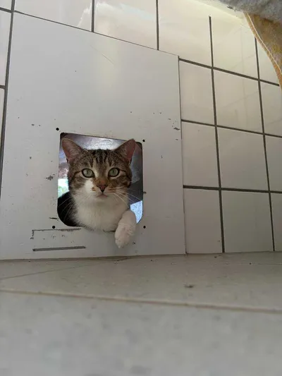 Cookie, adopted