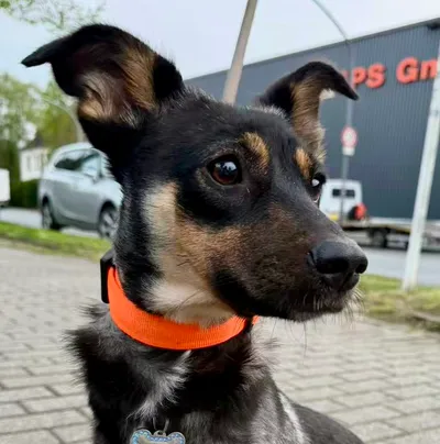 Candy. **reserviert**, adopted