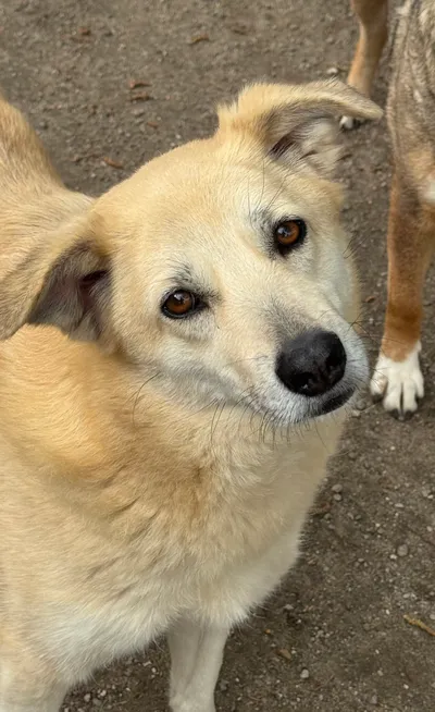 Penny ***reserviert***, adopted