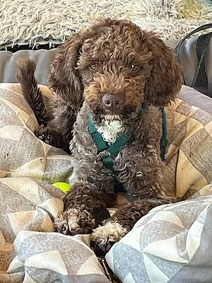 Lagotto Romagnolo