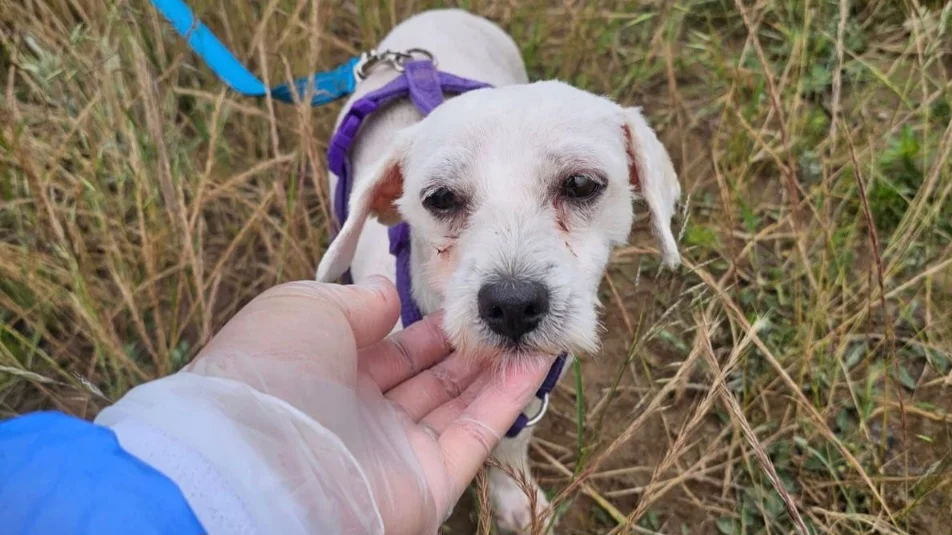 Bichon Frisé